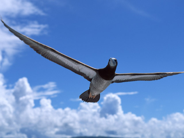 Soaring Bird